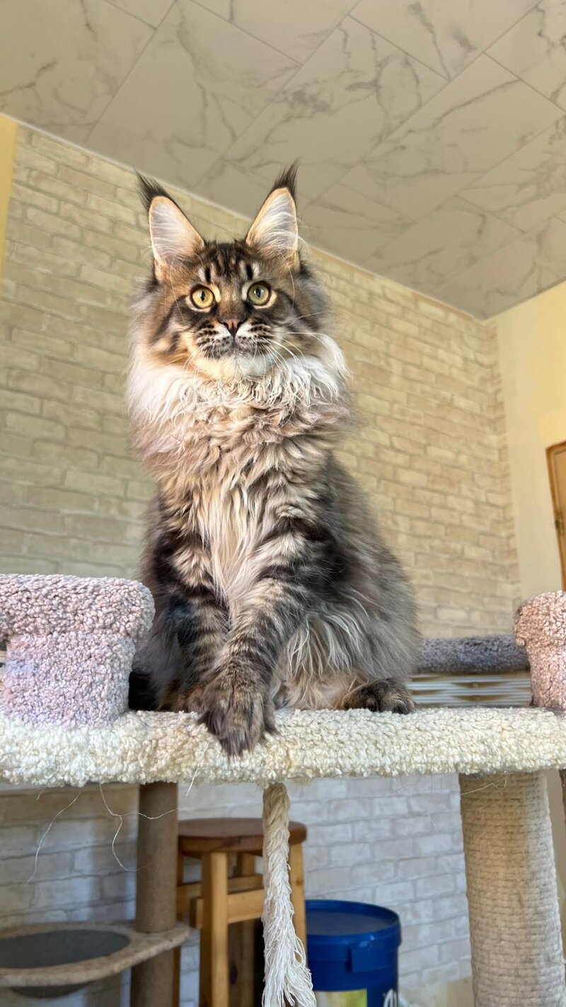 Forest Maine Coon male, black spotted tabby