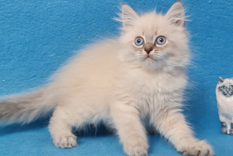 Angel Siberian male blue tabby pointed - live animals