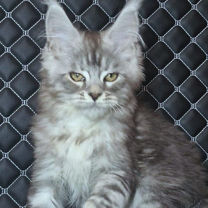 Bourbon Maine Coon polydactyl 5x5x5x5 male, black silver tabby
