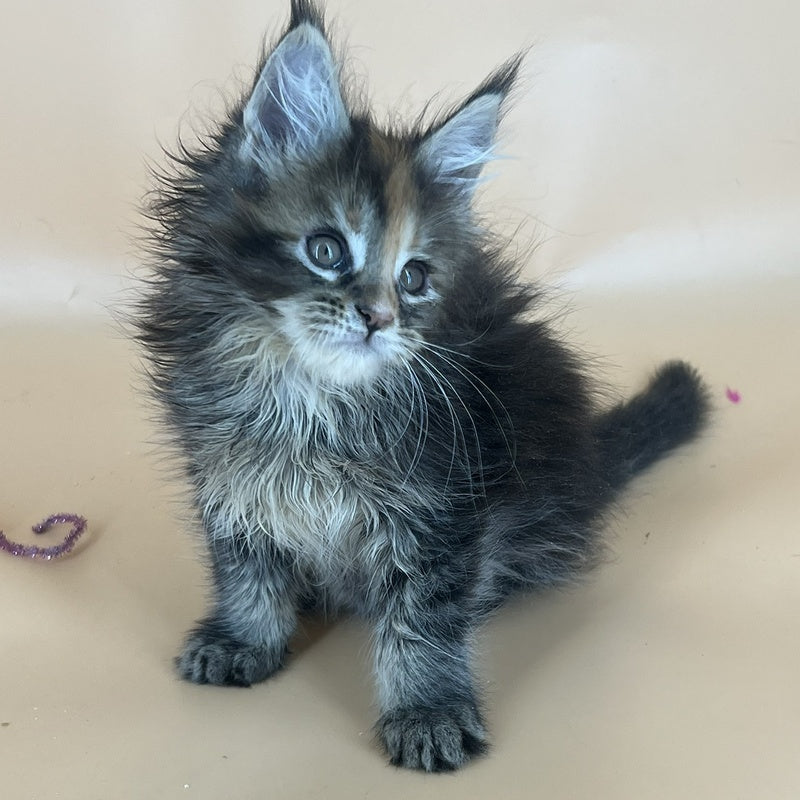 Bella Maine Coon female, black tortie silver