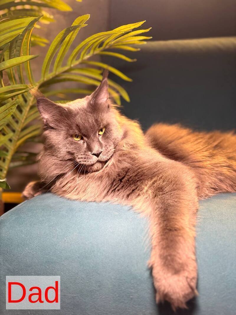 Buster Maine Coon male, cream