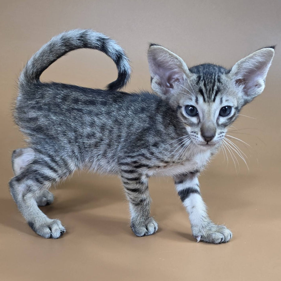 Biscuit Oriental Shorthair male, black spotted tabby