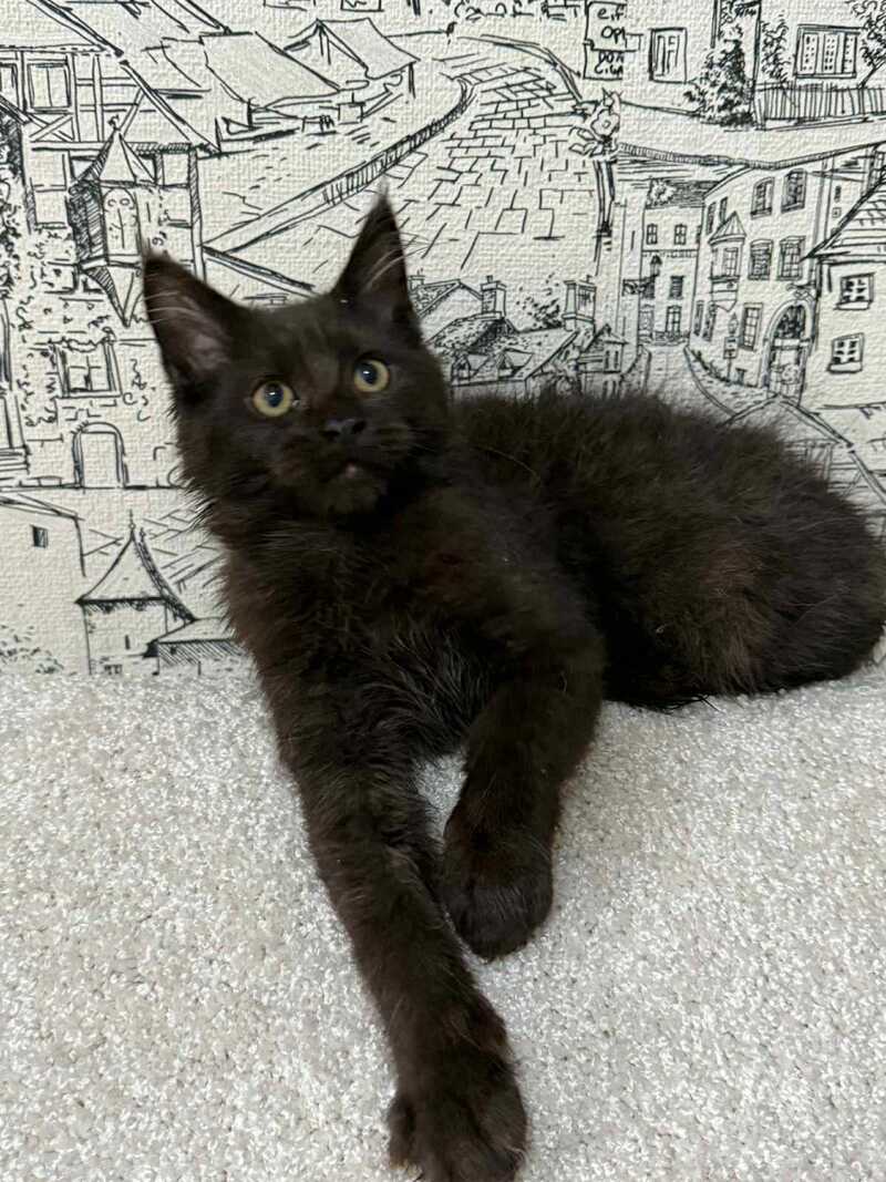 Fenomen Maine Coon male, black