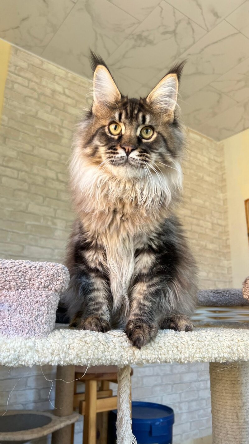 Forest Maine Coon male, black spotted tabby
