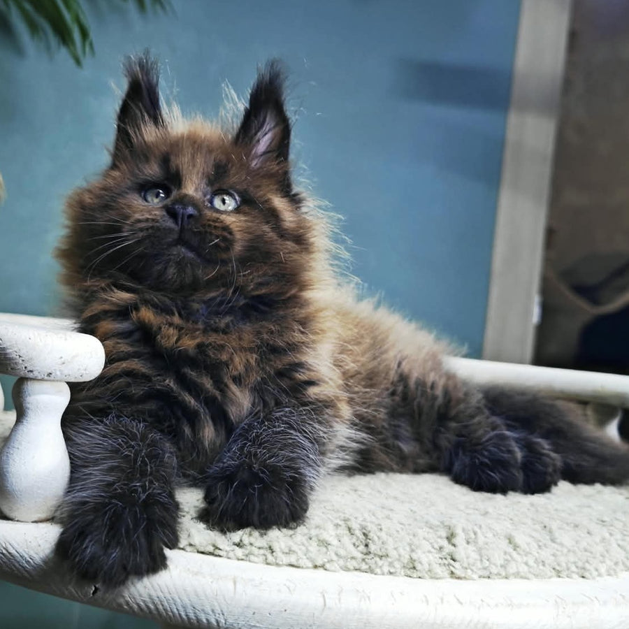 Geralt Maine Coon male, black