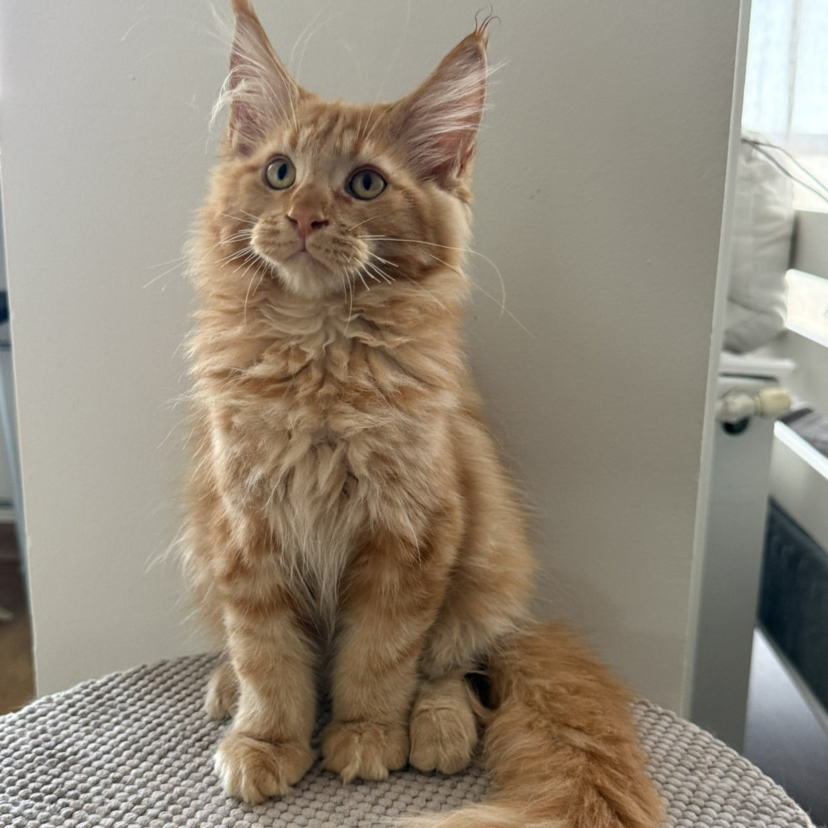 Alex Maine Coon male, red tabby