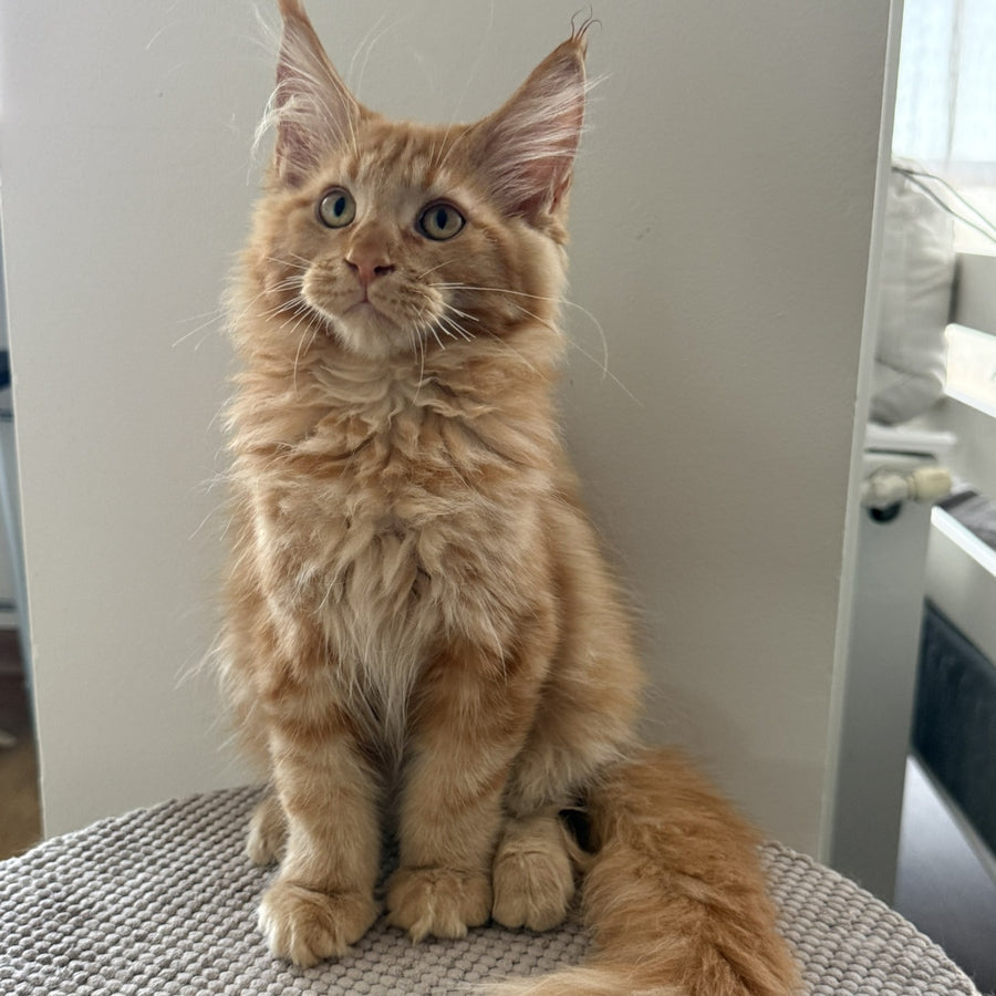 Alex Maine Coon male, red tabby
