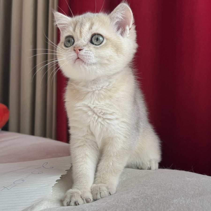 Elbert Scottish Straight male, blue golden shaded