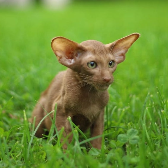 Opium Oriental Shorthair male, cinnamon
