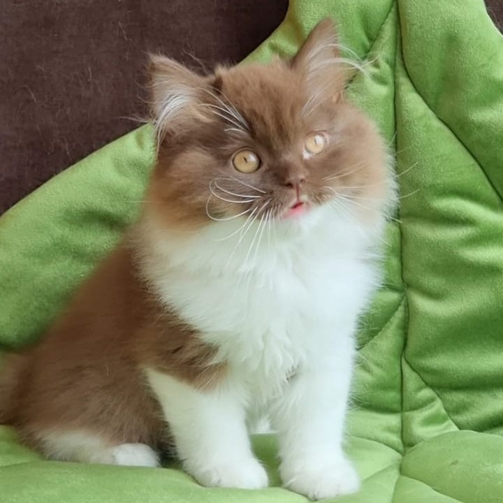 Emir British Longhair male, chocolate bicolour