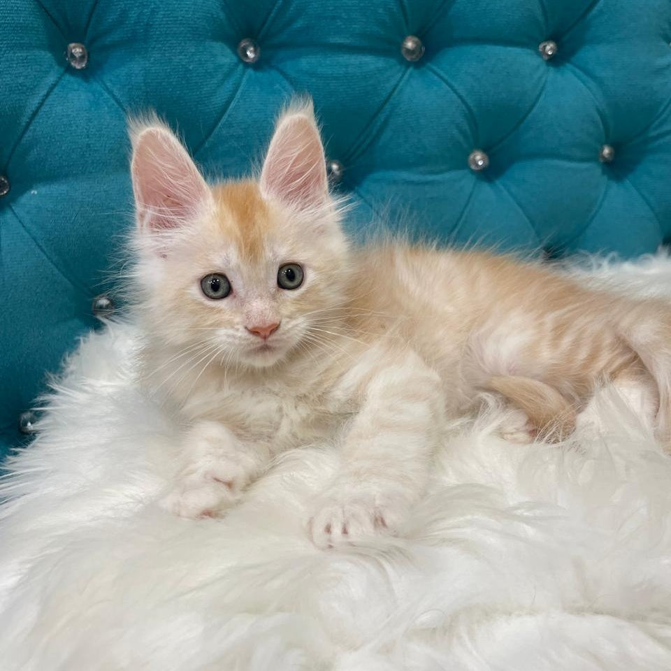 Timofey Maine Coon male, red silver