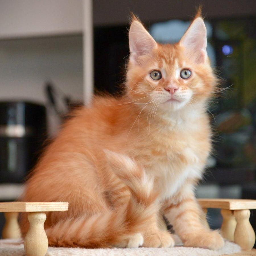 Yarion Maine Coon male, red tabby