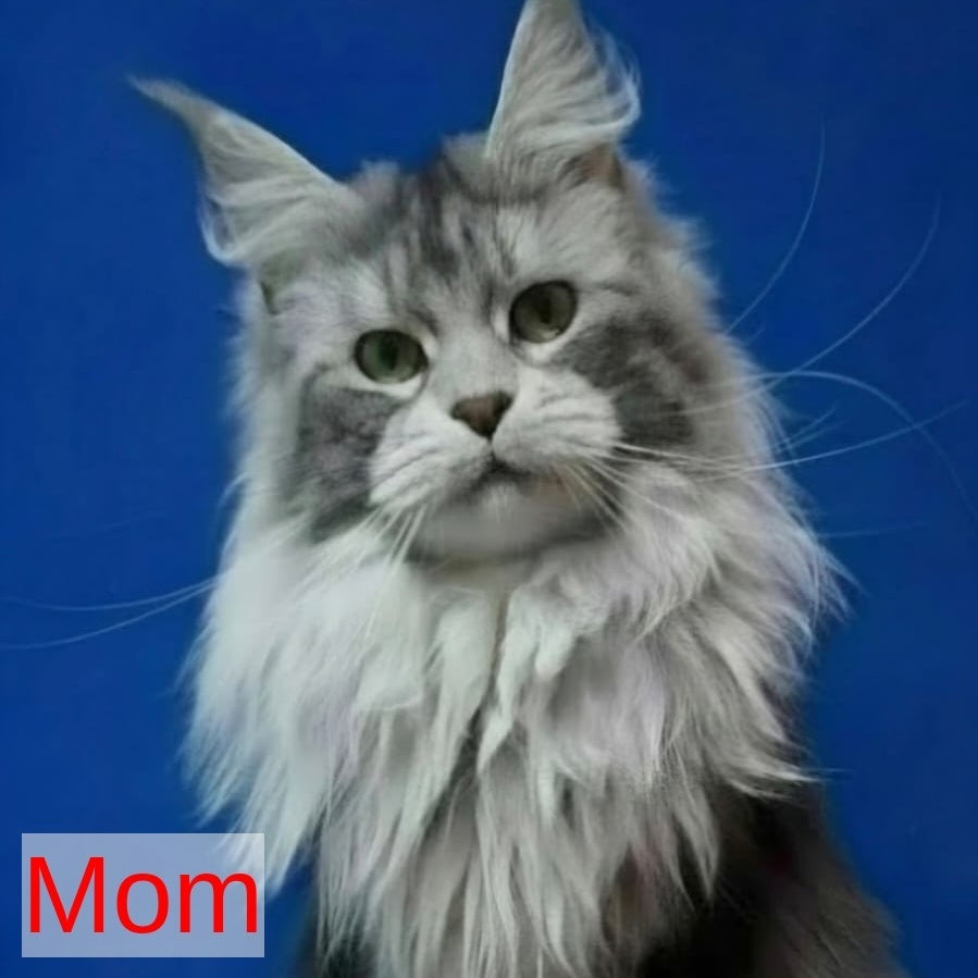 Bourbon Maine Coon polydactyl 5x5x5x5 male, black silver tabby