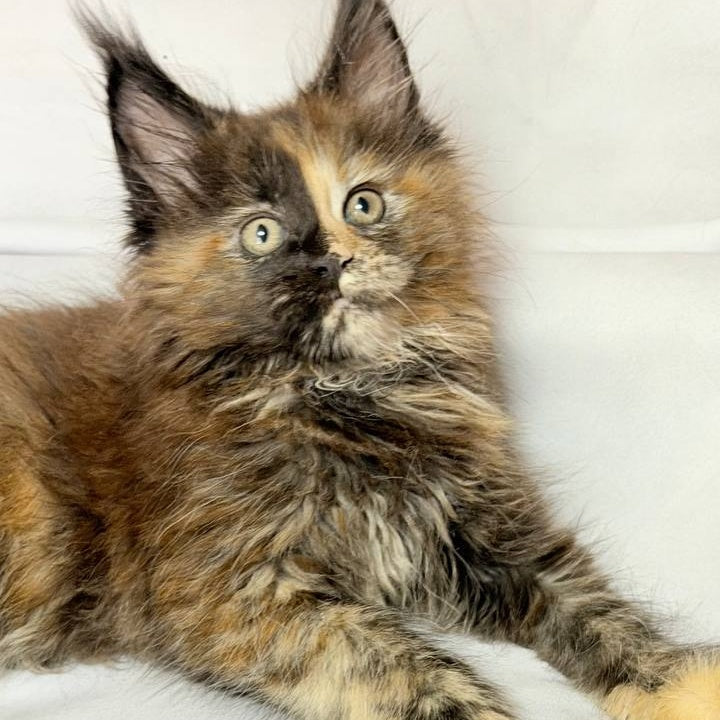 Magnolia Maine Coon female, black tortie