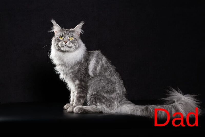 Gordon Maine Coon male, red silver tabby