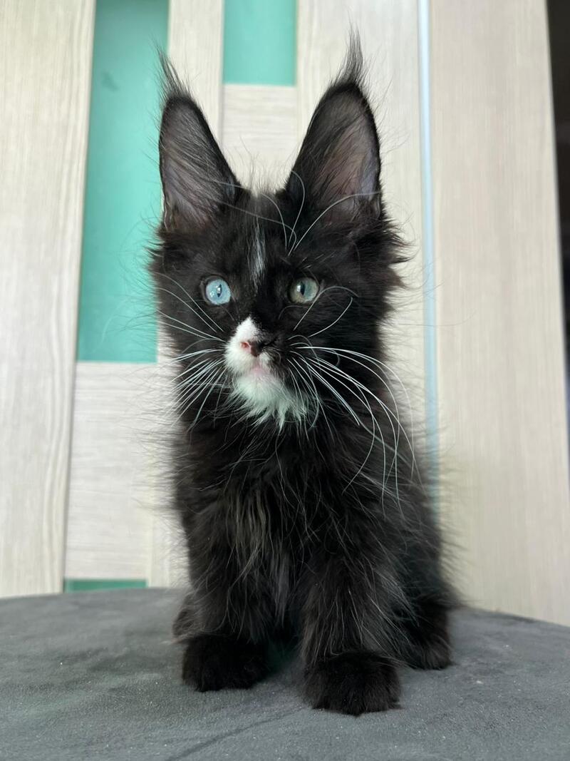 Nolan Maine Coon male black with white - live animals