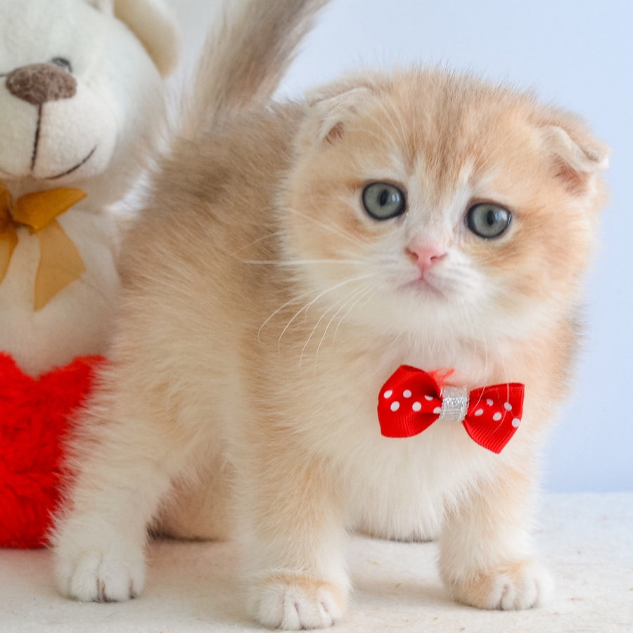 Henrik Scottish Fold male, blue golden chinchilla