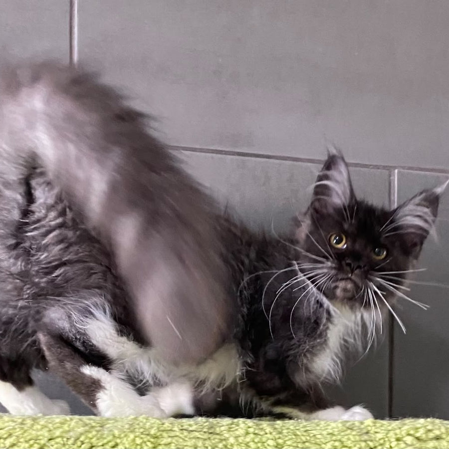 Alushta Maine Coon female, black silver bicolour