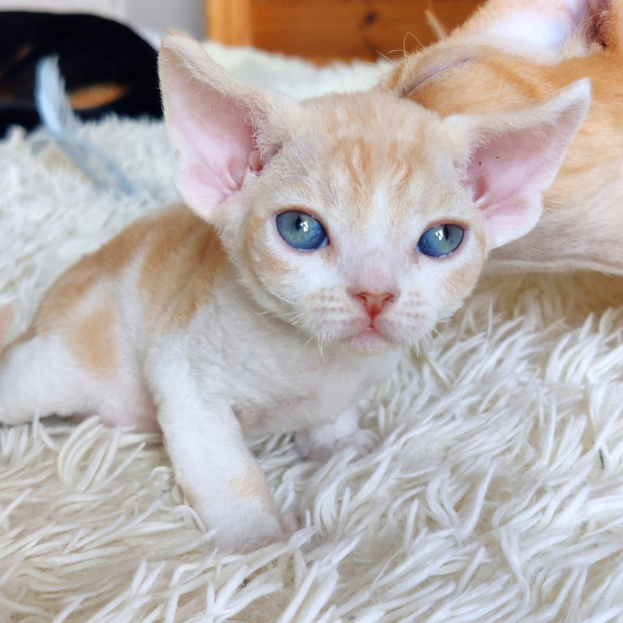Leon Devon Rex male, red bicolour