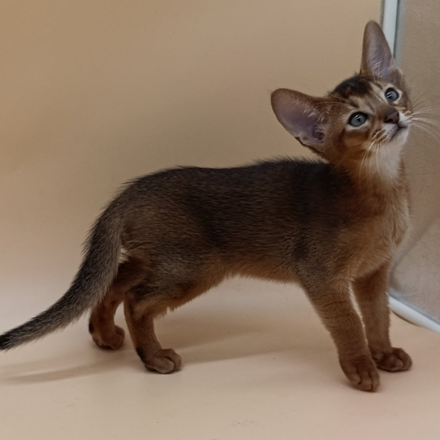 Morgan Abyssinian male, black