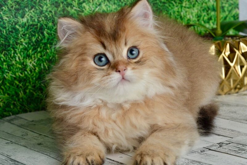 Sultan British Longhair male black golden shaded - live animals