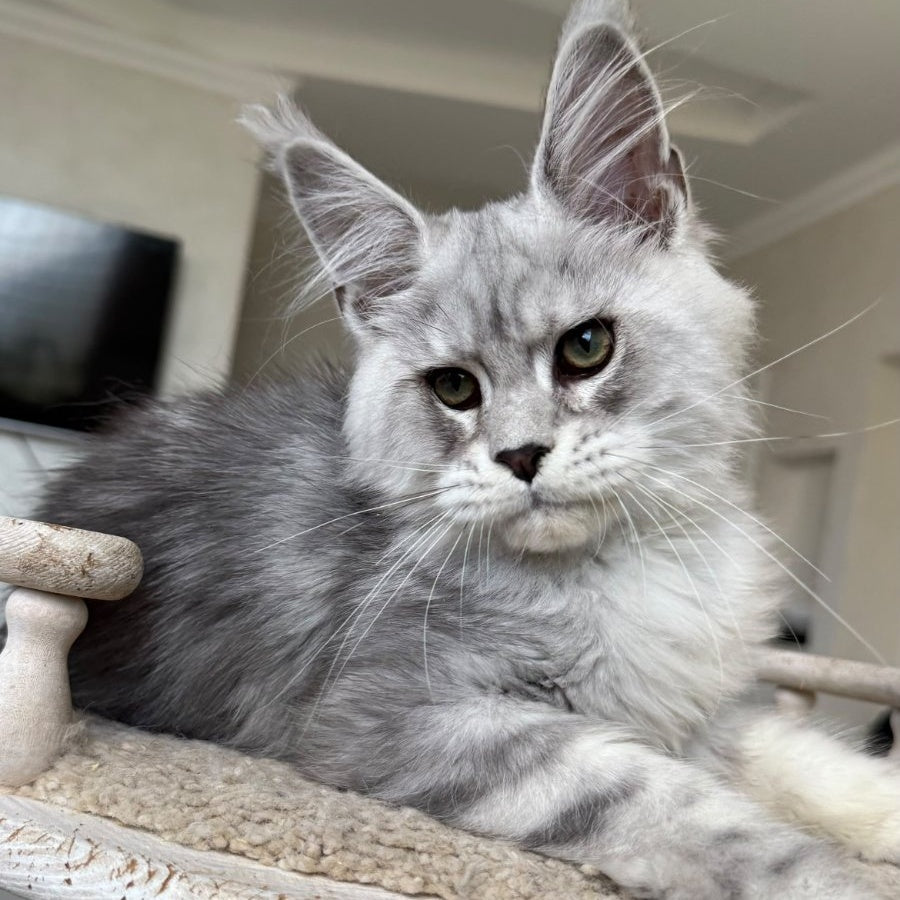 Paris Maine Coon male, black silver tabby