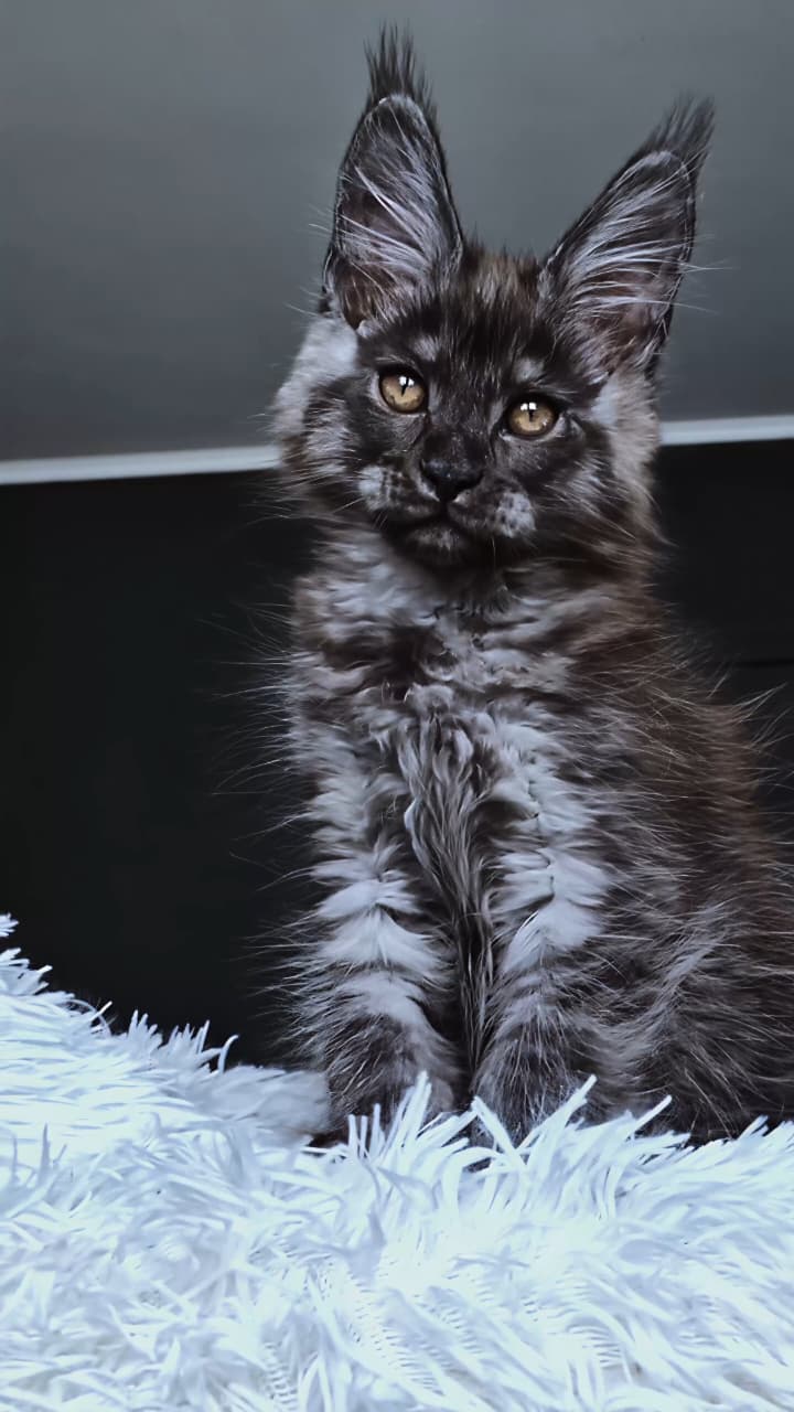 Kasperov Maine Coon male, black silver