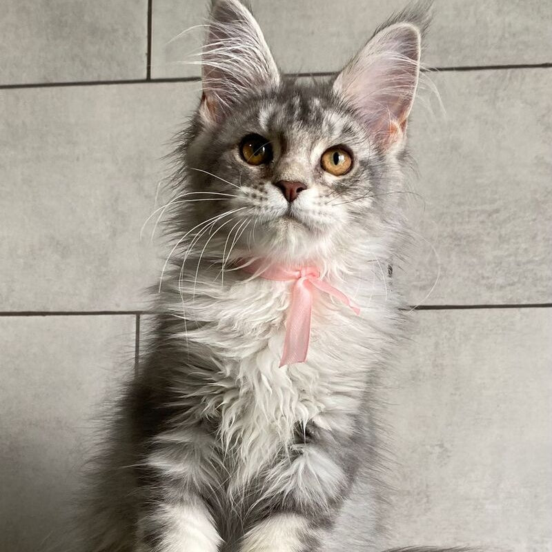Tartu Maine Coon polydactyl 6x6x6x6 female, black silver tabby
