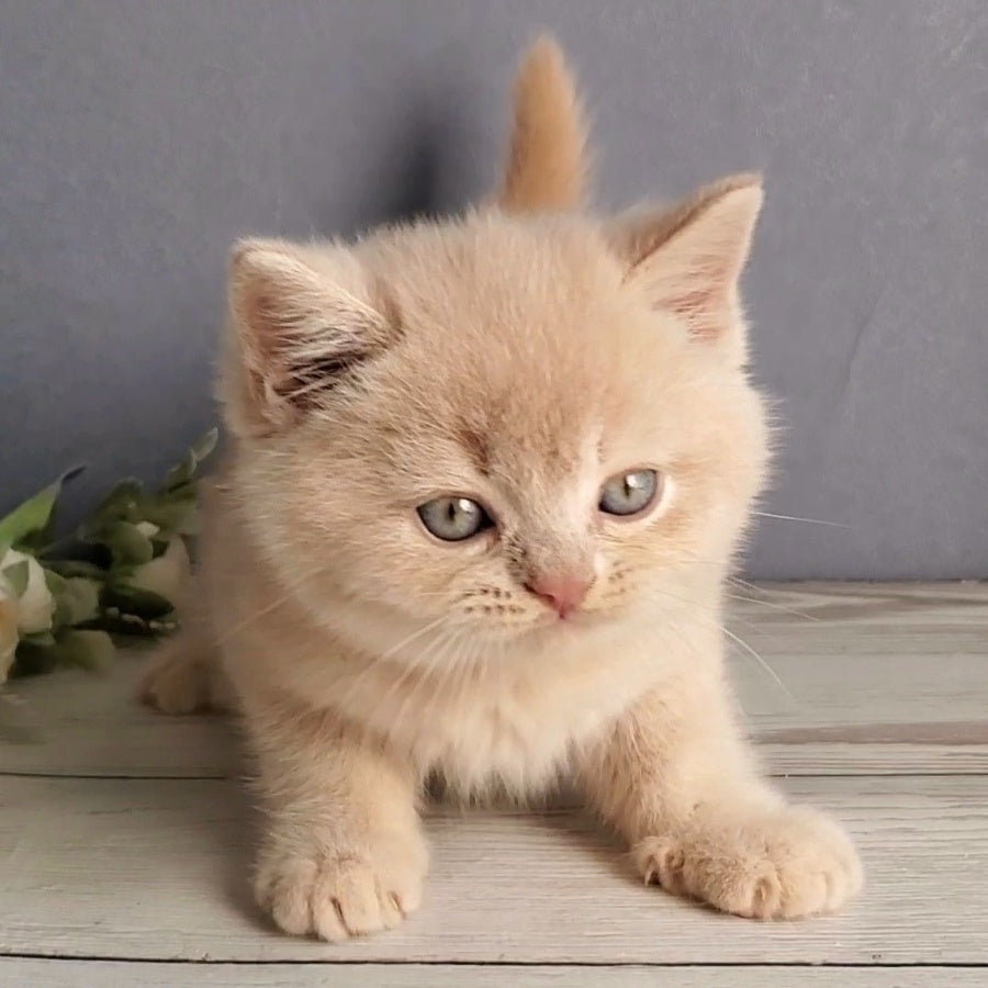 Dionis British Shorthair male, cream