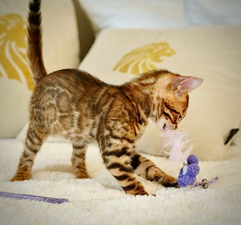 Justin Bengal male, black spotted tabby