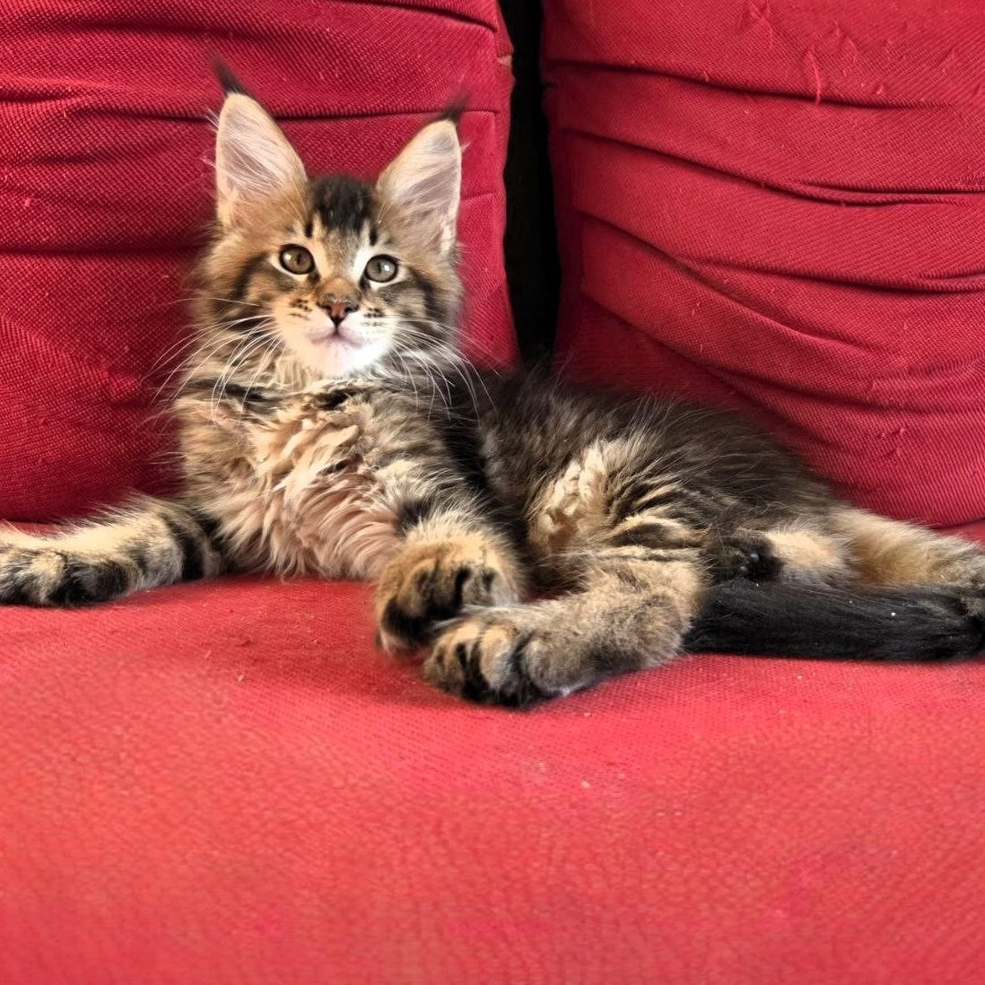 Rodion Maine Coon polydactyl 6x6x6x6 male, black ticked tabby
