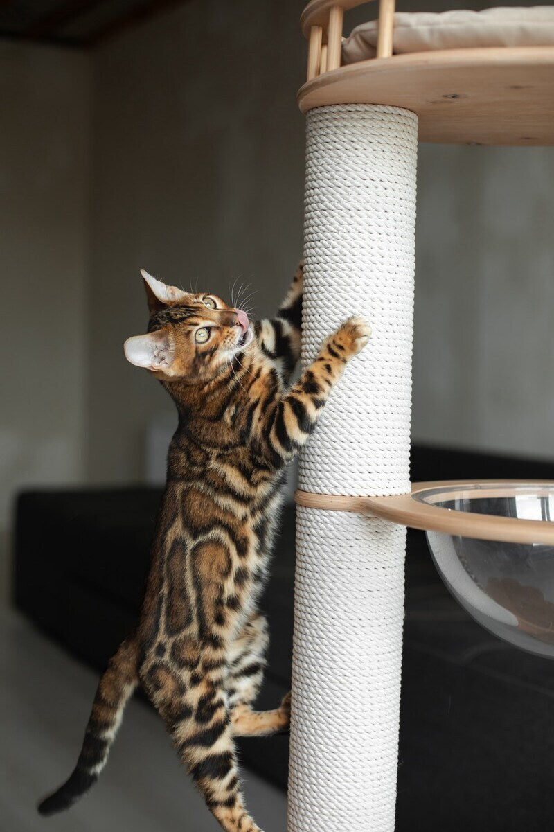 Jaime Bengal male black spotted tabby - live animals