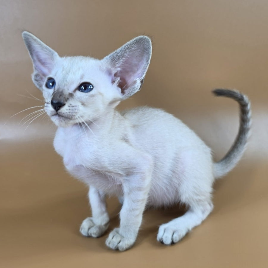 Yasmin Siamese female, black spotted tabby