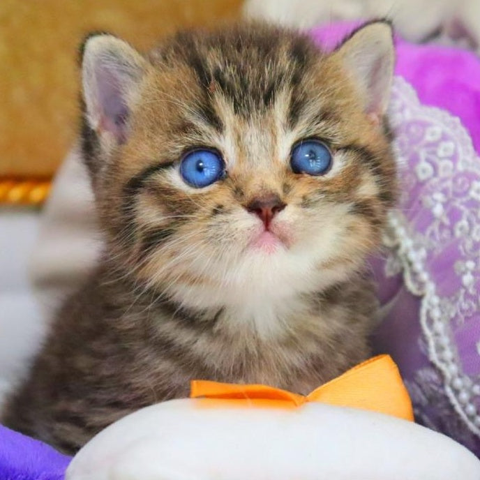 Naum British Shorthair male, black ticked tabby