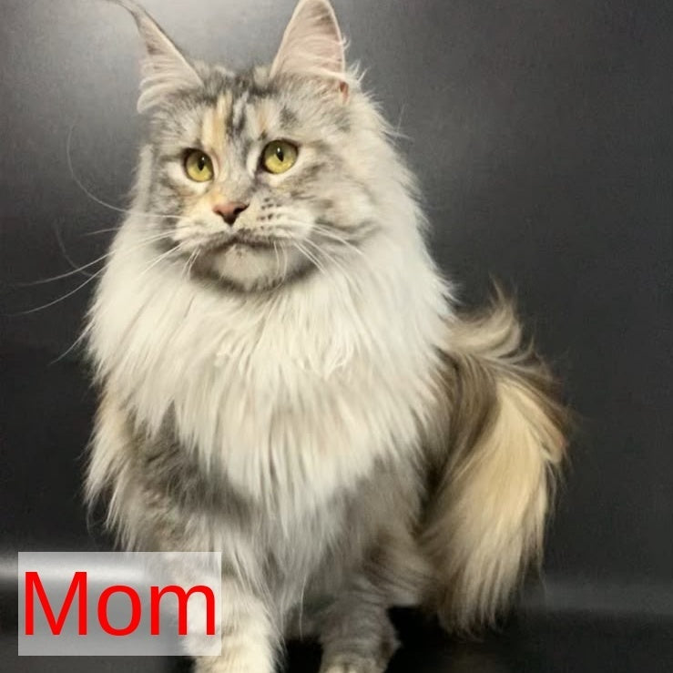 Monaco Maine Coon male, blue tabby