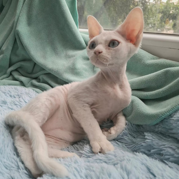 Genri Devon Rex male, white