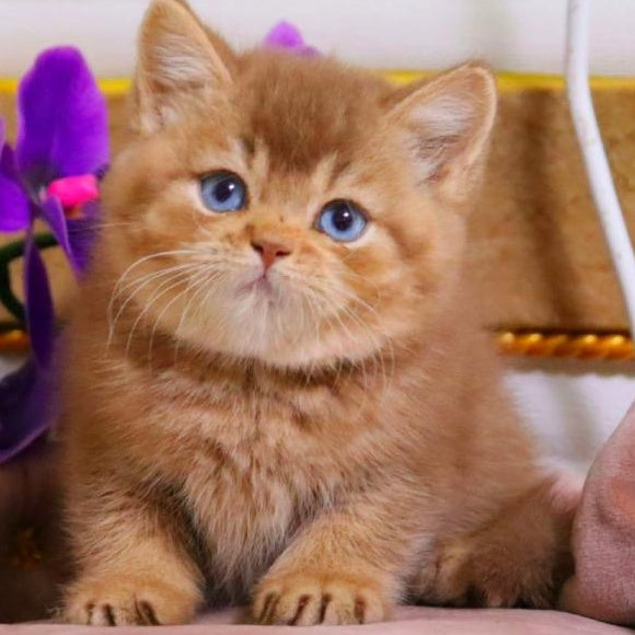 Patens British Shorthair male, cinnamon ticked tabby