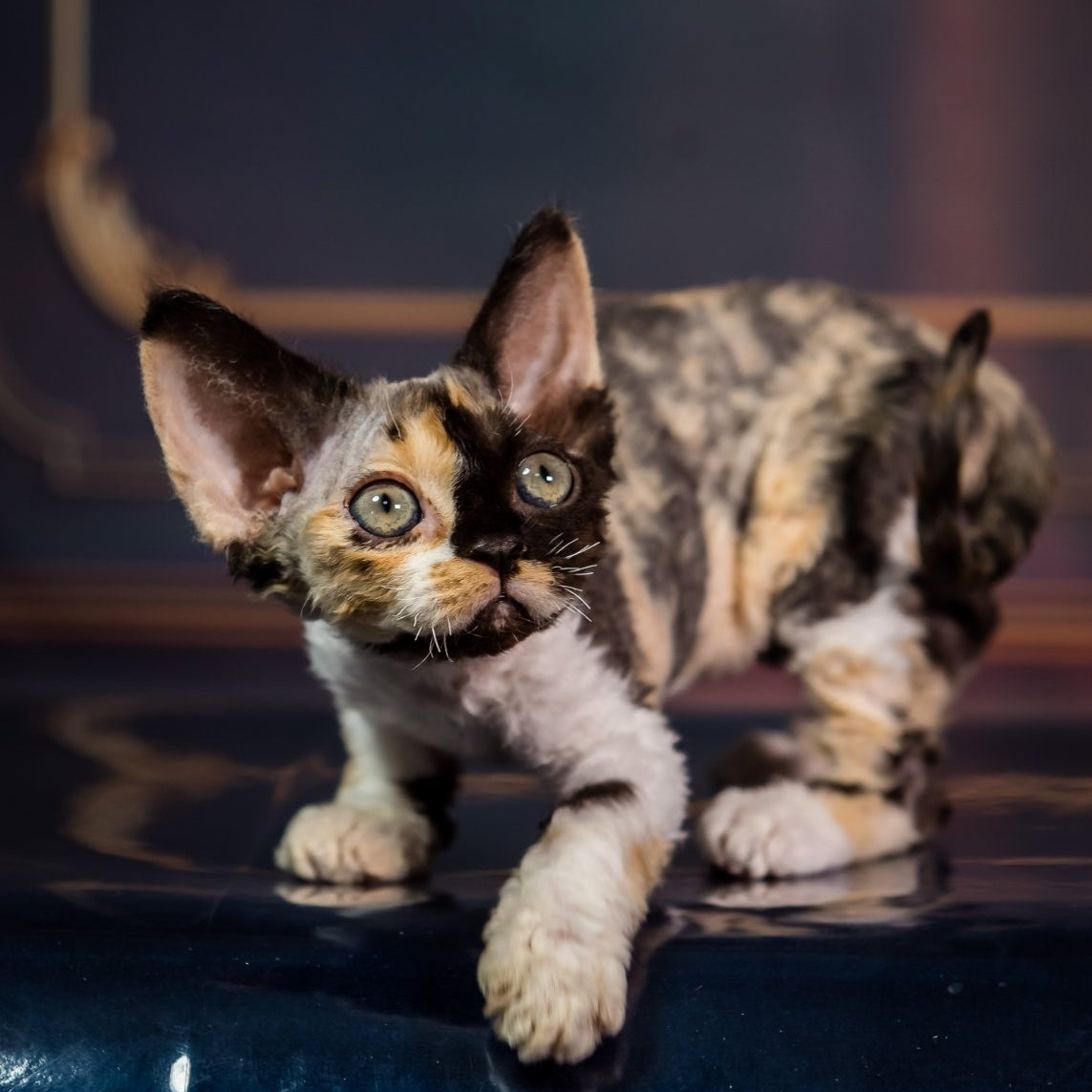 Karmen Devon Rex female, black tortie bicolour
