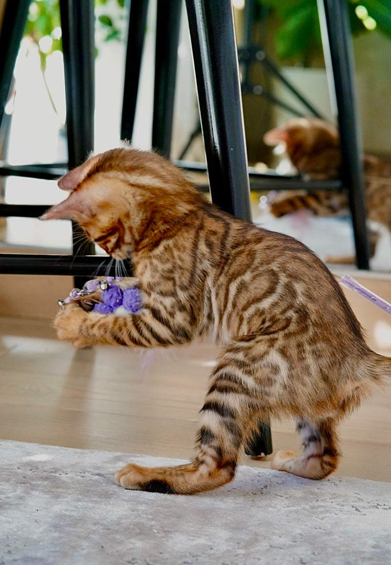 Justin Bengal male, black spotted tabby