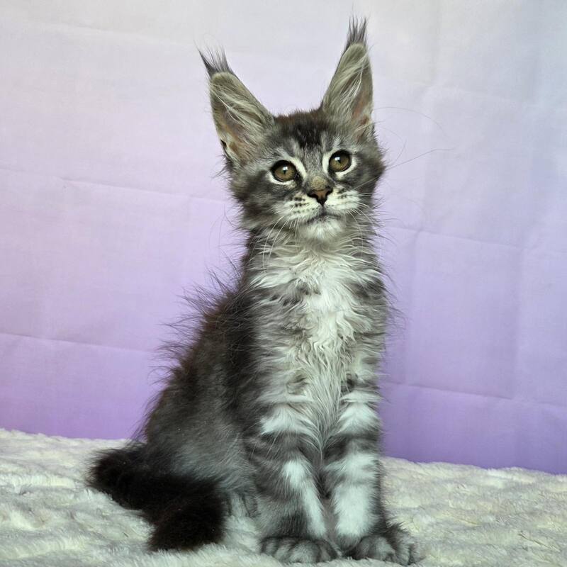 Pomona Maine Coon female, black silver ticked tabby