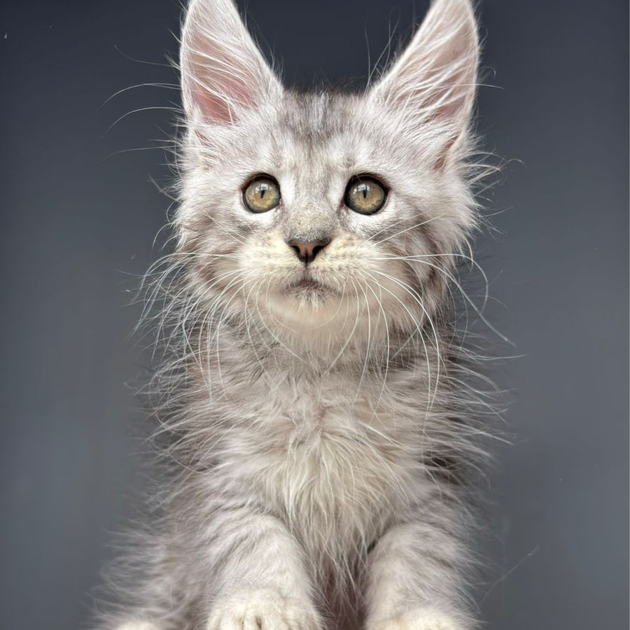Diana Maine Coon female, black silver spotted tabby