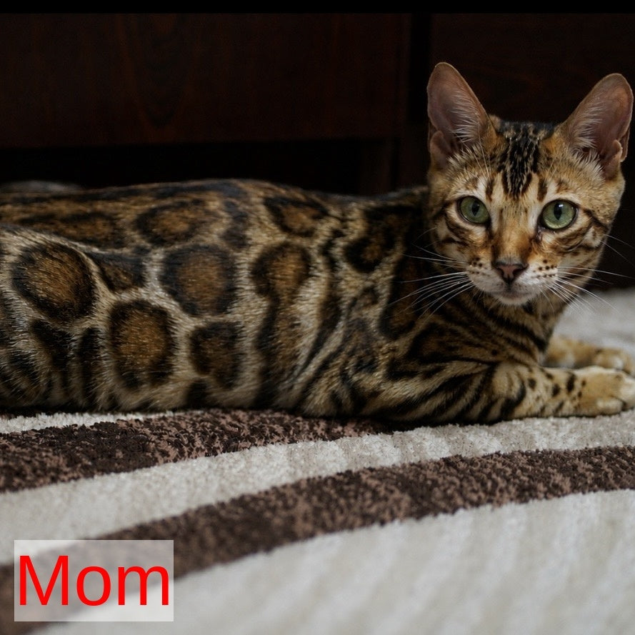Azario Bengal male, black spotted tabby