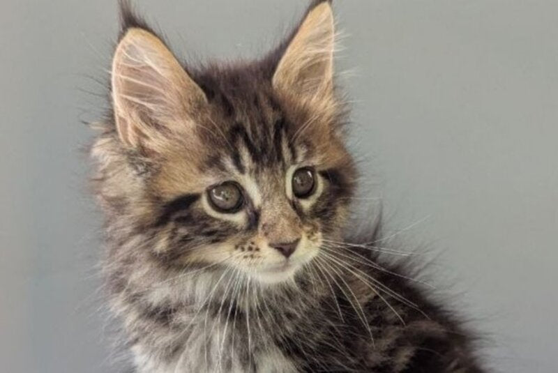 Harold Maine Coon male, black tabby