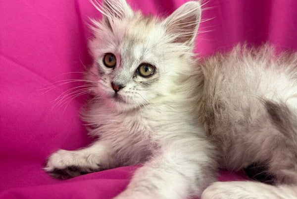 Xiolina Maine Coon female black silver shaded - live animals
