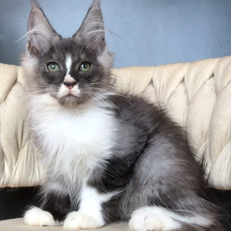Chip Maine Coon male, black silver bicolour