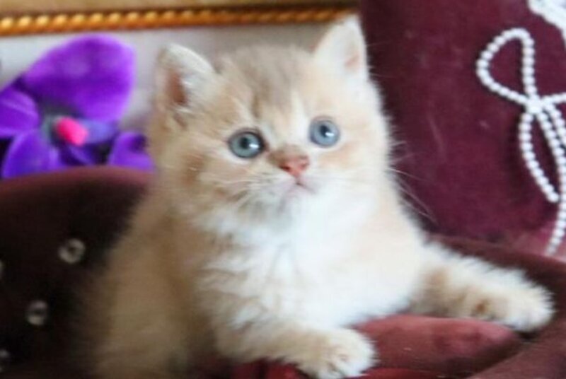 Richie British Shorthair female, lilac golden shaded
