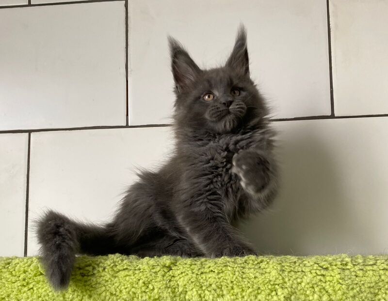 Vilyu Maine Coon polydactyl male, blue