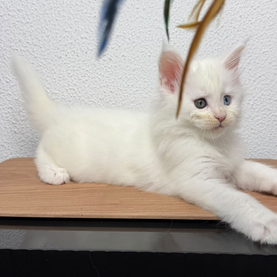 Bella Maine Coon female, white