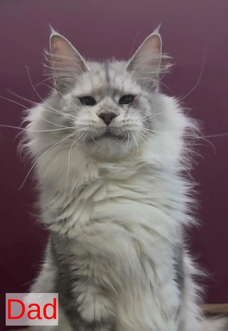 Eva Maine Coon female black silver shaded - live animals