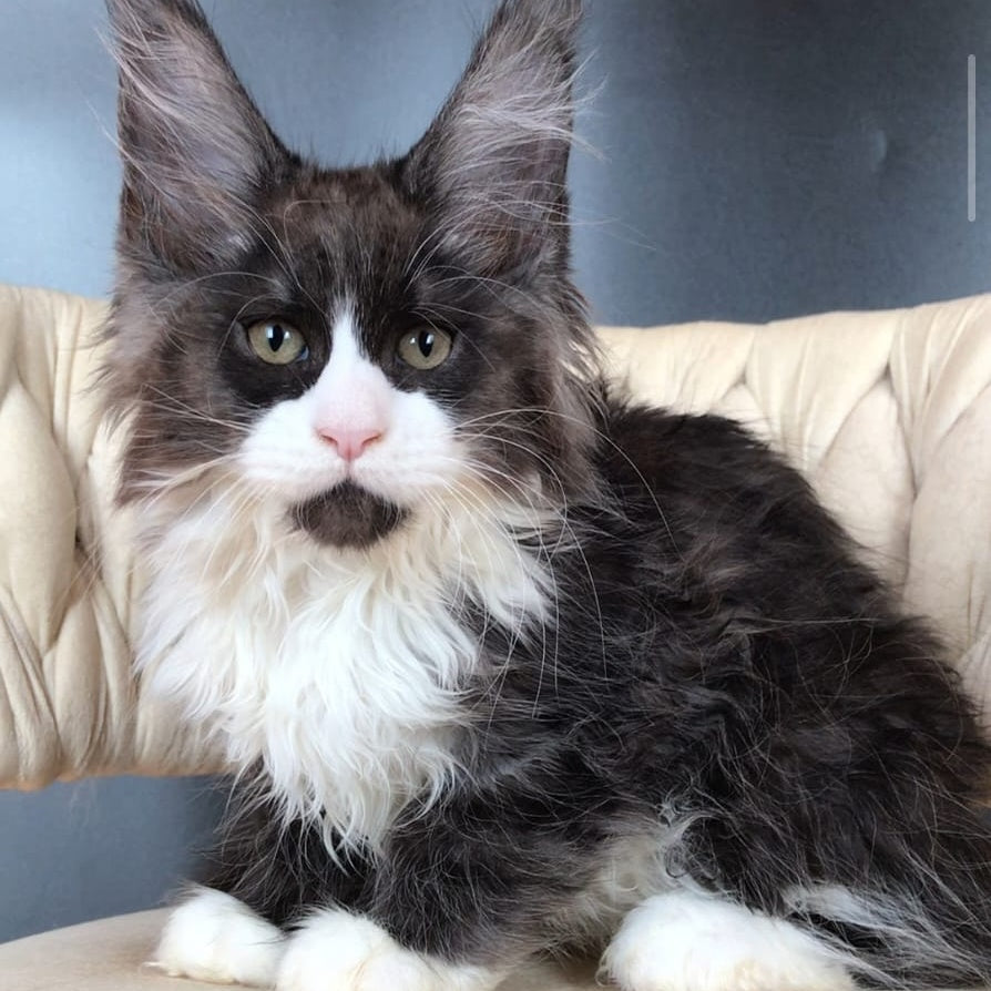Emil Maine Coon male, black silver bicolour